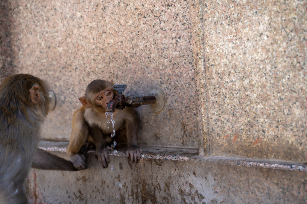 Monkey Temple in Jaipur