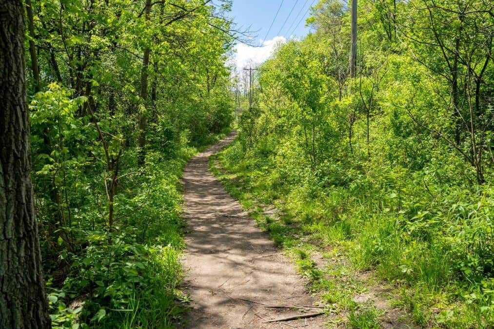 Dirt hiking trail in Red Wing Minnesota, at the Barn Bluff hiking area. Trail is surrounded by green vegetation and trees