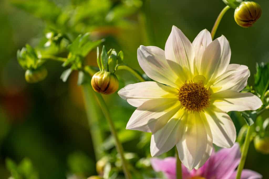Lodi Garden in New Delhi India - flowers
